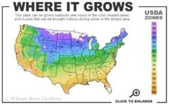 Comtesse De Bouchaud Clematis - 1 Gallon Pot -SHRUBS and BUSHES Shop usda zone map 7