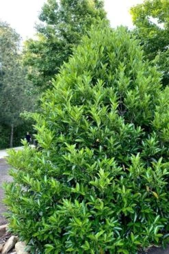 Mirror Leaf Sweet Viburnum - 7 Gallon Pot (2-3') 10 Mirror Leaf Sweet Viburnum - 7 Gallon Pot (2-3') -SHRUBS and BUSHES Shop viburnum awabuki chindo 3