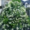 Mirror Leaf Sweet Viburnum - 7 Gallon Pot (2-3') 2 Mirror Leaf Sweet Viburnum - 7 Gallon Pot (2-3') -SHRUBS and BUSHES Shop viburnum awabuki chindo 30