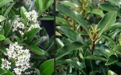 Mirror Leaf Sweet Viburnum - 7 Gallon Pot (2-3') 11 Mirror Leaf Sweet Viburnum - 7 Gallon Pot (2-3') -SHRUBS and BUSHES Shop viburnum awabuki chindo 4