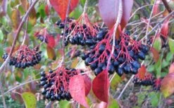 Nannyberry Viburnum - 3 Pack Of 1.5 Quart Pots -SHRUBS and BUSHES Shop viburnum lentago nannyberry 2