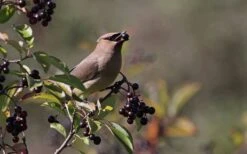 Nannyberry Viburnum - 3 Pack Of 1.5 Quart Pots -SHRUBS and BUSHES Shop viburnum lentago nannyberry 5