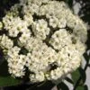 Willowwood Viburnum - 3 Gallon Pot 2 Willowwood Viburnum - 3 Gallon Pot -SHRUBS and BUSHES Shop viburnum rhytidophylloides willowwood 1