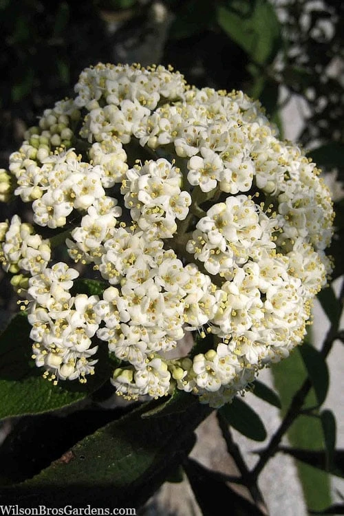 Willowwood Viburnum - 3 Gallon Pot 3 Willowwood Viburnum - 3 Gallon Pot