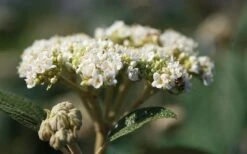 Willowwood Viburnum - 3 Gallon Pot 12 Willowwood Viburnum - 3 Gallon Pot -SHRUBS and BUSHES Shop viburnum rhytidophylloides willowwood 2