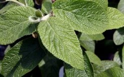 Willowwood Viburnum - 3 Gallon Pot 13 Willowwood Viburnum - 3 Gallon Pot -SHRUBS and BUSHES Shop viburnum rhytidophylloides willowwood 3