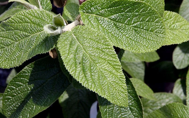 Willowwood Viburnum - 3 Gallon Pot 7 Willowwood Viburnum - 3 Gallon Pot - Image 5