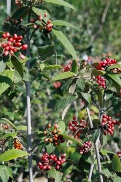 Willowwood Viburnum - 3 Gallon Pot 15 Willowwood Viburnum - 3 Gallon Pot -SHRUBS and BUSHES Shop viburnum rhytidophylloides willowwood 5