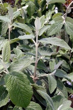 Willowwood Viburnum - 3 Gallon Pot 14 Willowwood Viburnum - 3 Gallon Pot -SHRUBS and BUSHES Shop viburnum rhytidophylloides willowwood 6