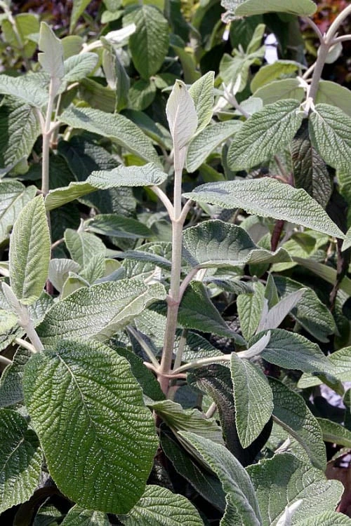 Willowwood Viburnum - 3 Gallon Pot 8 Willowwood Viburnum - 3 Gallon Pot - Image 6