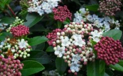 Spring Bouquet Viburnum - 1 Gallon Pot 14 Spring Bouquet Viburnum - 1 Gallon Pot -SHRUBS and BUSHES Shop viburnum spring bouquet 800x500 1