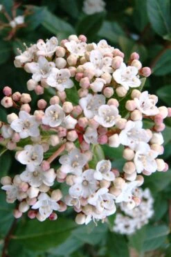 Spring Bouquet Viburnum - 1 Gallon Pot 12 Spring Bouquet Viburnum - 1 Gallon Pot -SHRUBS and BUSHES Shop viburnum tinus spring bouquet 1