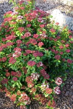 Spring Bouquet Viburnum - 1 Gallon Pot 13 Spring Bouquet Viburnum - 1 Gallon Pot -SHRUBS and BUSHES Shop viburnum tinus spring bouquet 2