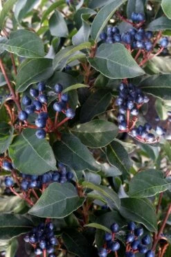 Spring Bouquet Viburnum - 1 Gallon Pot 15 Spring Bouquet Viburnum - 1 Gallon Pot -SHRUBS and BUSHES Shop viburnum tinus spring bouquet 5