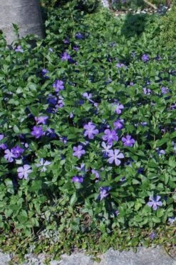 Bigleaf Periwinkle (Vinca Major) - 8 Pack Of 2.5" Pots -SHRUBS and BUSHES Shop vinca major bigleaf periwinkle 10