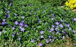 Bigleaf Periwinkle (Vinca Major) - 8 Pack Of 2.5" Pots -SHRUBS and BUSHES Shop vinca major bigleaf periwinkle 11