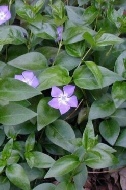 Bigleaf Periwinkle (Vinca Major) - 8 Pack Of 2.5" Pots -SHRUBS and BUSHES Shop vinca major bigleaf periwinkle 12
