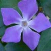 Bigleaf Periwinkle (Vinca Major) - 8 Pack Of 2.5" Pots -SHRUBS and BUSHES Shop vinca major bigleaf periwinkle 13