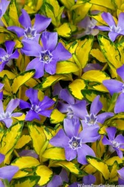 Illumination Variegated Periwinkle (Vinca Minor) - 5 Pack Of Pint Pots -SHRUBS and BUSHES Shop vinca minor illumination 10
