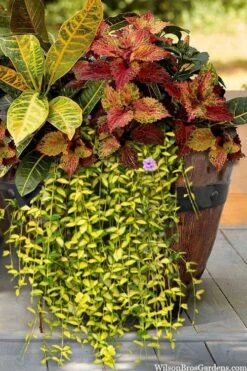 Illumination Variegated Periwinkle (Vinca Minor) - 5 Pack Of Pint Pots -SHRUBS and BUSHES Shop vinca minor illumination 7