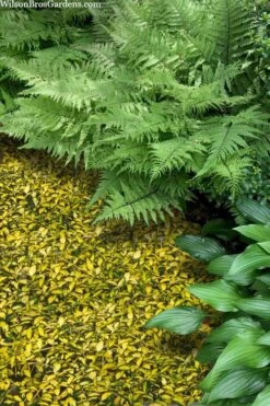 Illumination Variegated Periwinkle (Vinca Minor) - 5 Pack Of Pint Pots -SHRUBS and BUSHES Shop vinca minor illumination 8