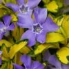 Illumination Variegated Periwinkle (Vinca Minor) - 5 Pack Of Pint Pots -SHRUBS and BUSHES Shop vinca minor illumination 9