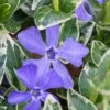 Ralph Shugert Variegated Periwinkle - Vinca Minor - 3 Pack Of Pint Pots -SHRUBS and BUSHES Shop vinca minor ralph shugert variegated evergreen periwinkle 1