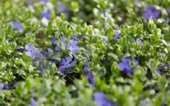 Ralph Shugert Variegated Periwinkle - Vinca Minor - 3 Pack Of Pint Pots -SHRUBS and BUSHES Shop vinca minor ralph shugert variegated evergreen periwinkle 3