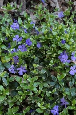 Ralph Shugert Variegated Periwinkle - Vinca Minor - 3 Pack Of Pint Pots -SHRUBS and BUSHES Shop vinca minor ralph shugert variegated evergreen periwinkle 4