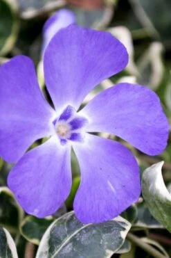Ralph Shugert Variegated Periwinkle - Vinca Minor - 3 Pack Of Pint Pots -SHRUBS and BUSHES Shop vinca minor ralph shugert variegated evergreen periwinkle 6