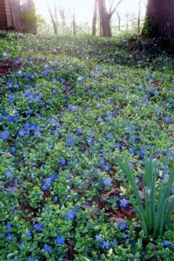 Ralph Shugert Variegated Periwinkle - Vinca Minor - 3 Pack Of Pint Pots -SHRUBS and BUSHES Shop vinca minor ralph shugert variegated evergreen periwinkle 7