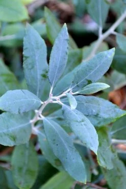 Woodlanders Blue Dusty Zenobia (Honeycup) - 1 Gallon Pot -SHRUBS and BUSHES Shop zenobia woodlanders blue 21 1