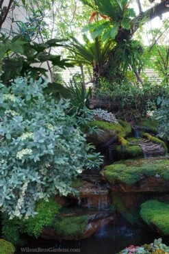 Woodlanders Blue Dusty Zenobia (Honeycup) - 3 Gallon Pot -SHRUBS and BUSHES Shop zenobia woodlanders blue 25